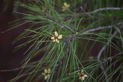 Pinus clausa, photographed by Neli Kanonerova