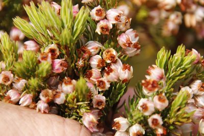 Erica triflora, photographed by Tony Rebelo