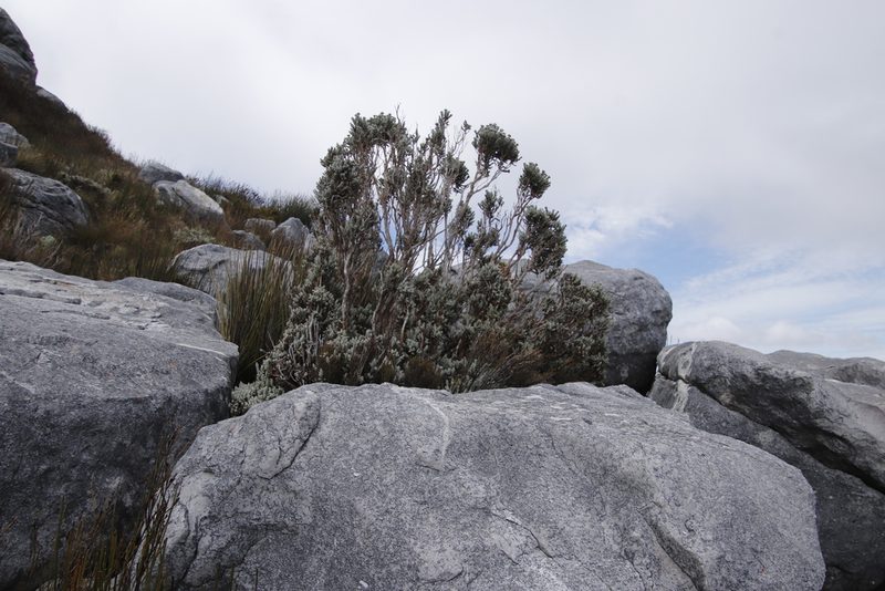 Atrichantha gemmifera, photographed by Tony Rebelo