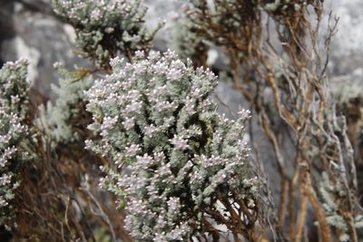 Atrichantha gemmifera, photographed by Tony Rebelo