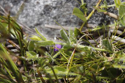 Psoralea asarina, photographed by Tony Rebelo