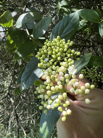 Viburnum tinoides, photographed by Nicolás Baresch Uribe