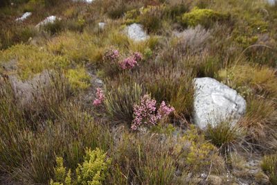 Erica tegulifolia, photographed by Tony Rebelo