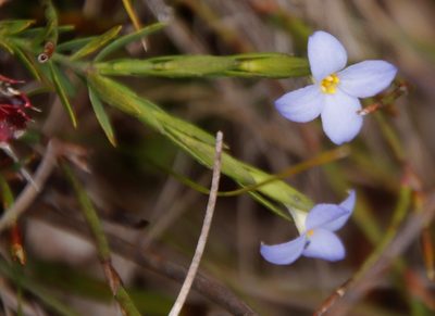 Gnidia linoides, photographed by Tony Rebelo
