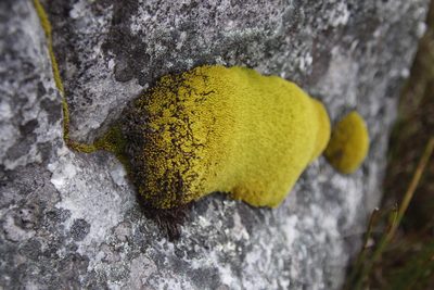 Hypodontium pomiforme, photographed by Tony Rebelo