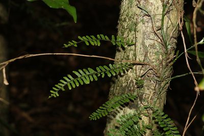 Arthropteris beckleri, photographed by Greg Tasney