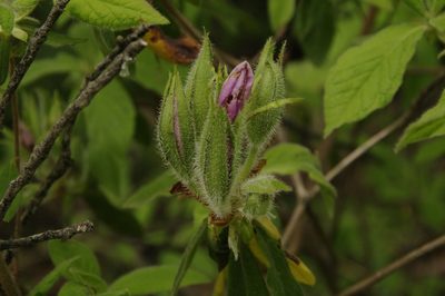 Rhododendron stenopetalum, photographed by Eric Knight