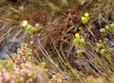 Ursinia caledonica, photographed by Tony Rebelo