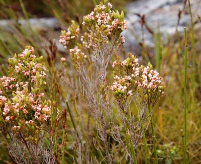 Erica triflora, photographed by Tony Rebelo