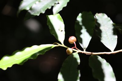 Ardisia bakeri, photographed by Greg Tasney