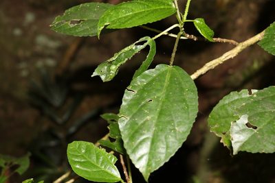 Dendrocnide photiniphylla, photographed by Greg Tasney