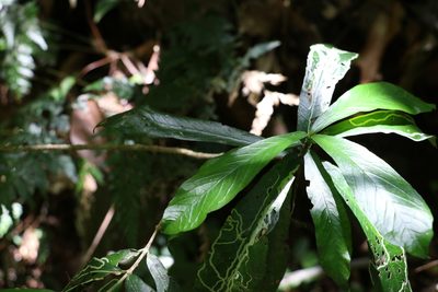Atractocarpus chartaceus, photographed by Greg Tasney