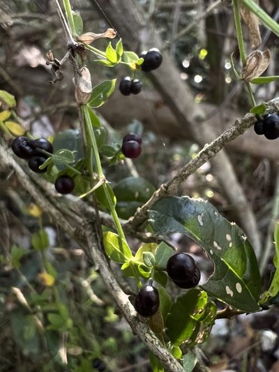 Trichogalium aschenbornii, photographed by Nicolás Baresch Uribe