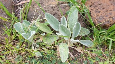 Stachys byzantina, photographed by Amy