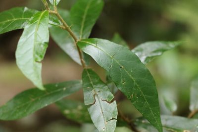 Solanum shirleyanum, photographed by Greg Tasney