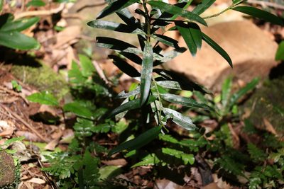 Podocarpus elatus, photographed by Greg Tasney