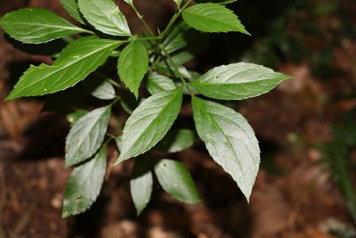 Sambucus australasica, photographed by Greg Tasney