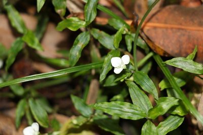 Aneilema biflorum, photographed by Greg Tasney