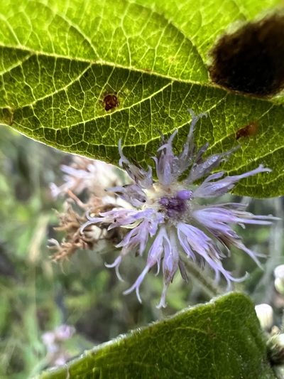 Lepidaploa canescens, photographed by Nicolás Baresch Uribe