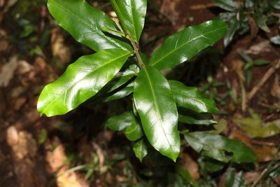 Leichhardtia flavescens, photographed by Greg Tasney
