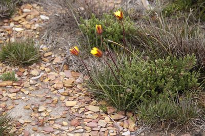 Dimorphotheca montana, photographed by Tony Rebelo