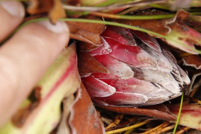 Protea caespitosa, photographed by Tony Rebelo