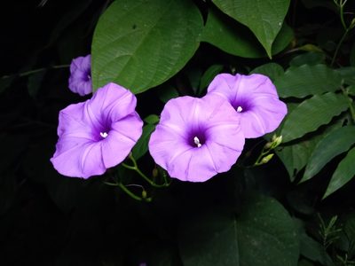 Ipomoea splendor-sylvae, photographed by David Umanzor