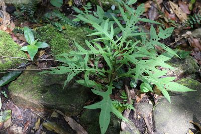 Solanum aviculare, photographed by Greg Tasney