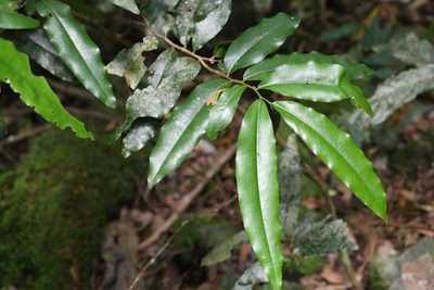 Uvaria leichhardtii, photographed by Greg Tasney