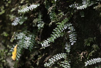 Arthropteris beckleri, photographed by Greg Tasney
