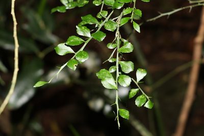 Citrus australasica, photographed by Greg Tasney