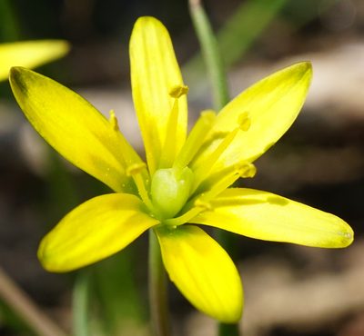Gagea transversalis, photographed by Patrick Hacker