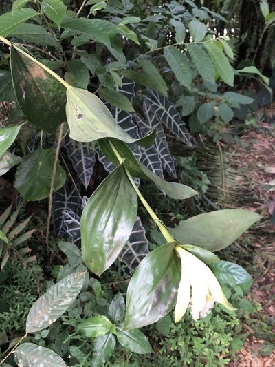 Sobralia macrophylla, photographed by Skjold Søndergaard