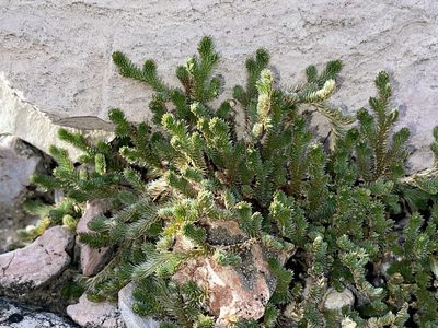Selaginella arizonica, photographed by Robbie Hannawacker