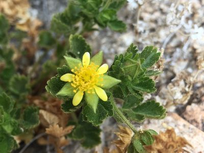 Potentilla saxosa, photographed by Lynn Sweet