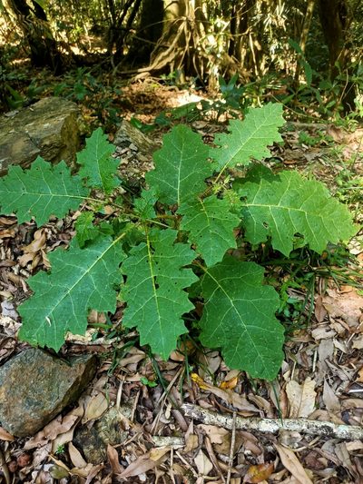 Solanum vicinum, photographed by Isaiah Findley