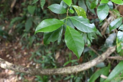 Hodgkinsonia ovatiflora, photographed by Greg Tasney