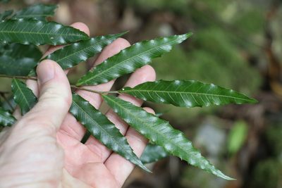 Elattostachys nervosa, photographed by Greg Tasney