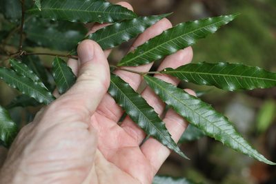 Elattostachys nervosa, photographed by Greg Tasney