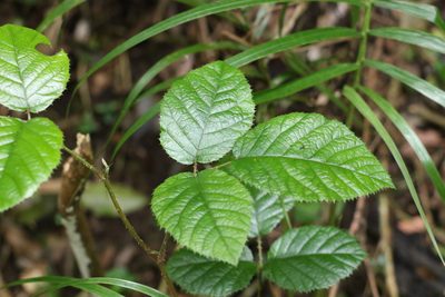 Rubus moorei, photographed by Greg Tasney
