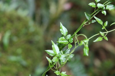 Jasminum dallachyi, photographed by Greg Tasney