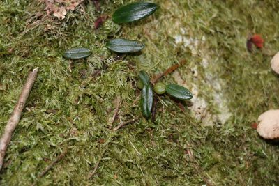 Bulbophyllum exiguum, photographed by Greg Tasney
