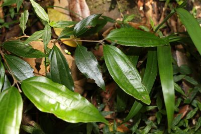 Rhodamnia argentea, photographed by Greg Tasney