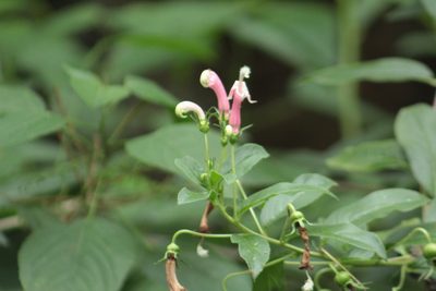 Centropogon cornutus, photographed by GERMAN LEONEL SARMIENTO CRUZ