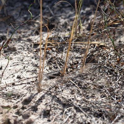 Austrostipa macalpinei, photographed by Kym Nicolson