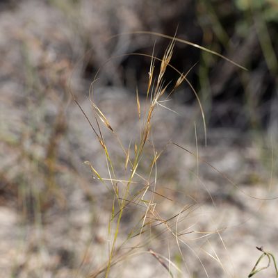 Austrostipa macalpinei, photographed by Kym Nicolson