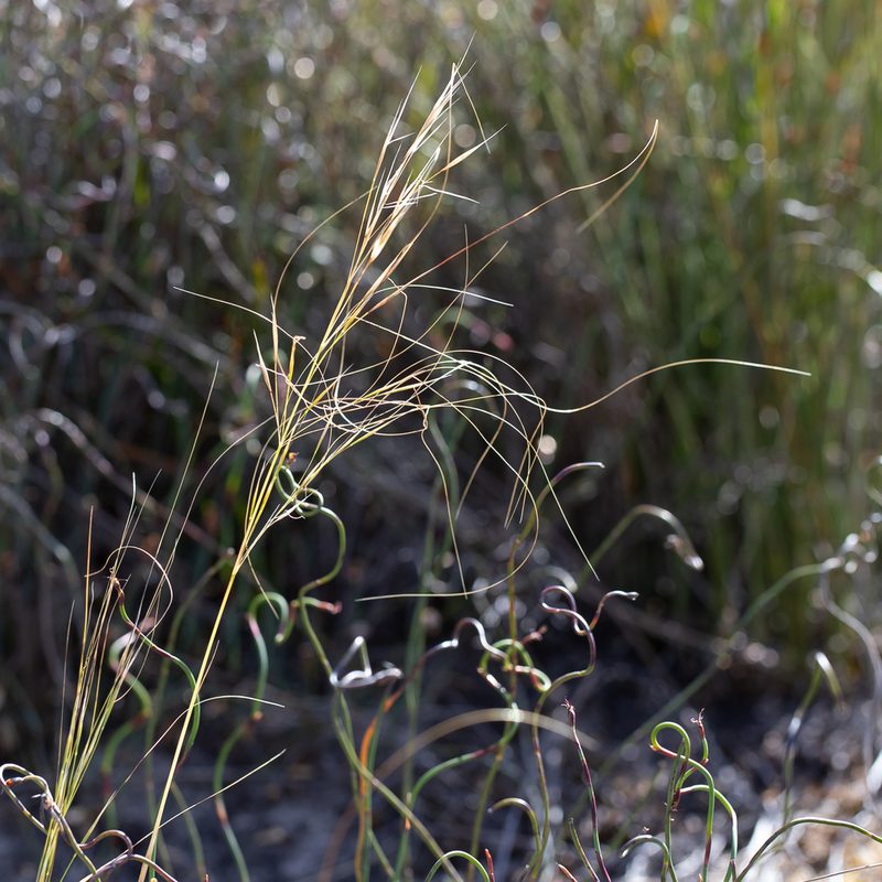 Austrostipa macalpinei, photographed by Kym Nicolson