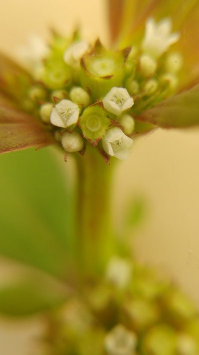 Spermacoce tenuior, photographed by Liliana Ramírez-Freire