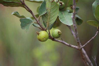 Psidium guineense, photographed by Andy Jordan