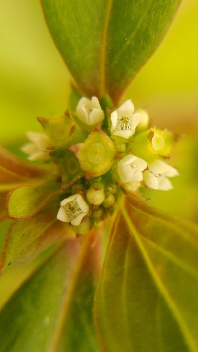 Spermacoce tenuior, photographed by Liliana Ramírez-Freire